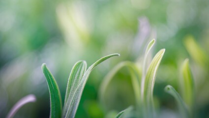 Canvas Print - Macro image of soft green foliage showcasing delicate leaves and a natural blurred background, evoking freshness and organic beauty.