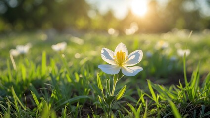 Wall Mural - blooming white flower in sunlight over green grass in a garden landscape during daytime natural beau
