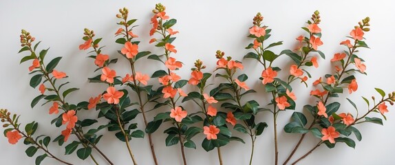 Poster - Elegant display of syzygium jambos branches adorned with coral pink flowers against a clean white backdrop for floral design or decoration.