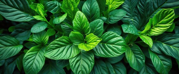 Canvas Print - Vibrant Green Leaves Close-Up with Intricate Details and Blank Space for Text Ideal for Nature or Wellness Promotions