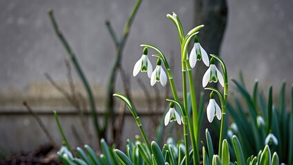 Poster - Snowdrop flowers on long green stems in front of a textured wall with ample empty space for text or graphic overlay.