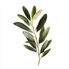 Wall Mural - Olive branch, green leaves, isolated, white background, design element