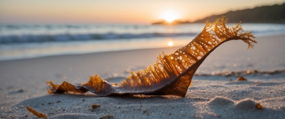 Poster - seaweed on sandy beach at sunrise showcasing tranquil coastal beauty and nature's serenity with soft