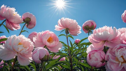 Canvas Print - Vibrant pink peonies blooming in sunlight with clear blue sky ideal for nature-themed backgrounds and floral dÃ©cor inspiration