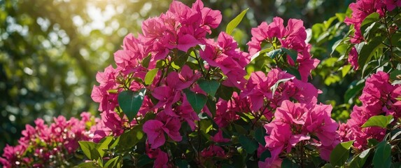 Wall Mural - Vibrant Pink Bougainvillea Flowers In Bloom Surrounded By Green Leaves And Sunlight Creating A Cheerful Tropical Atmosphere