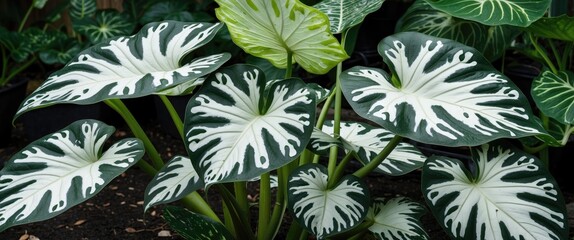 Wall Mural - Caladium plant with distinctive white spotted leaves showcasing vibrant green and white patterns in a lush garden setting