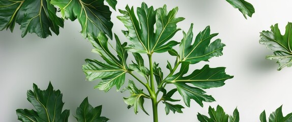 Poster - Close-up of vibrant castor oil plant leaves against a soft background showcasing their intricate shapes and textures for botanical design.