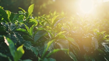 Aufkleber - In a tranquil plantation, vibrant green tea leaves glisten under the warm glow of the sun. The golden hour casts a magical light, enhancing nature's beauty and tranquility