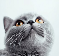 Poster - Close-Up Portrait of a Gray Cat with Striking Amber Eyes Against a Minimalist Light Background for Pet Photography Needs