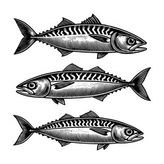 Wall Mural - mackerel fish, featuring intricate line work and realistic texture, isolated on white sketch engraving generative ai PNG illustration. Scratch board imitation. Black and white image.