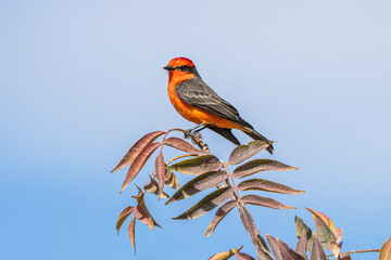 Wall Mural - Vermilion Flycatcher (Pyrocephalus rubinus) Photo, Perched Over a Transparent Isolated PNG Background