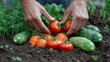 © Poter - Hands arranging fresh vegetables including tomatoes and cucumbers in a garden setting on a sunny day. Generative AI