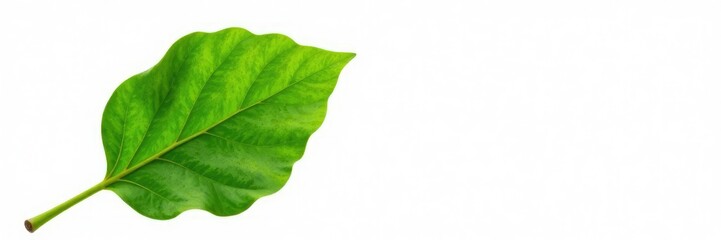 Wall Mural - Single green fig leaf with stem against white background, ficus, isolated, leafy greens