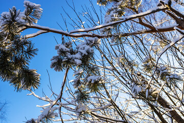 Wall Mural - bottom view of snowy pine tree branches in forest