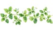 © pjjaruwan - Design clipart of oregano plant with sprigs, leaves, and flowers, isolated on a white background
