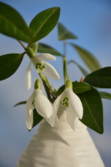 Wall Mural - White delicate snowdrops in a white vase against a blue sky