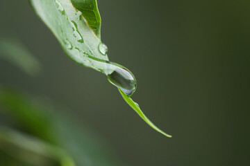 Wall Mural - plant with water drops on leaf against blurred background, macro view