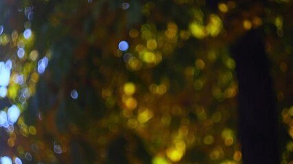 Wall Mural - natural video of blurred abstract background of autumn tree crown with yellow, orange, green leaves 