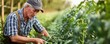 © *Lara* - Farmer harvesting ripe tomatoes in a sunny field
