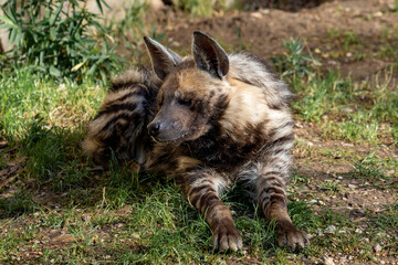 african painted dog