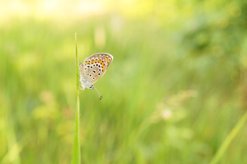 Wall Mural - A beautiful little butterfly in nature. Wildlife. Fabulous beauty.