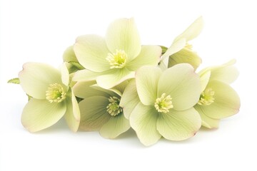 Aufkleber - A collection of green flowers on a clean and simple white background