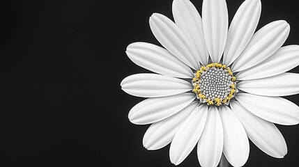 Canvas Print - White daisy close-up, black background, nature, purity, floral design