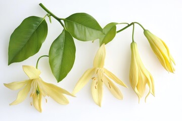 Poster - Close-up view of a bunch of bright yellow flowers on a clean white surface, ideal for designs and arrangements