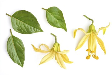 Poster - A group of bright yellow flowers and leaves arranged on a white surface