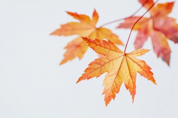 Poster - A detailed view of a tree leaf with intricate veins and edges