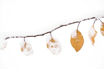 Poster - A close-up shot of a branch covered in snow with leaves still attached, a serene winter scene