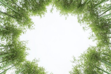Poster - A serene bamboo forest landscape with a white sky