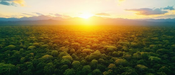 Poster - Forest landscape featuring a vibrant sunset illuminating the trees and sky in warm colors