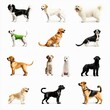 © K-MookPan - Diverse Group of Adorable Dogs Stands in Studio With White Background