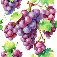 Poster - Colorful grapes hanging from vines against a white background in a vibrant still life arrangement