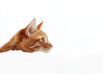 Poster - Profile of a ginger cat against a stark white background, showcasing its expressive features and curious nature in a minimalistic style