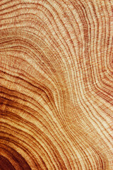Close-Up of Wooden Tree Rings with Natural Texture, Detailed of tree rings at natural growth patterns and textures of wood. Circular lines and earthy tones, nature organic aesthetic background