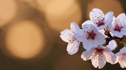 Poster - Pink cherry blossoms gently sway in slow motion against a blurred background of warm sunset light, creating a serene and ethereal atmosphere