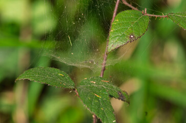 Spider net in a meadow