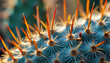 © Dance - a close up of a cactus with many spikes