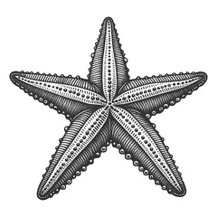 Wall Mural - starfish engraving sketch vector illustration