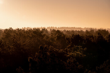 Wall Mural - pretty morning over the forest canopy orange light nature trees