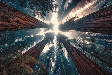 Aufkleber - Majestic redwood trees reach for the sun, creating a breathtaking forest canopy.