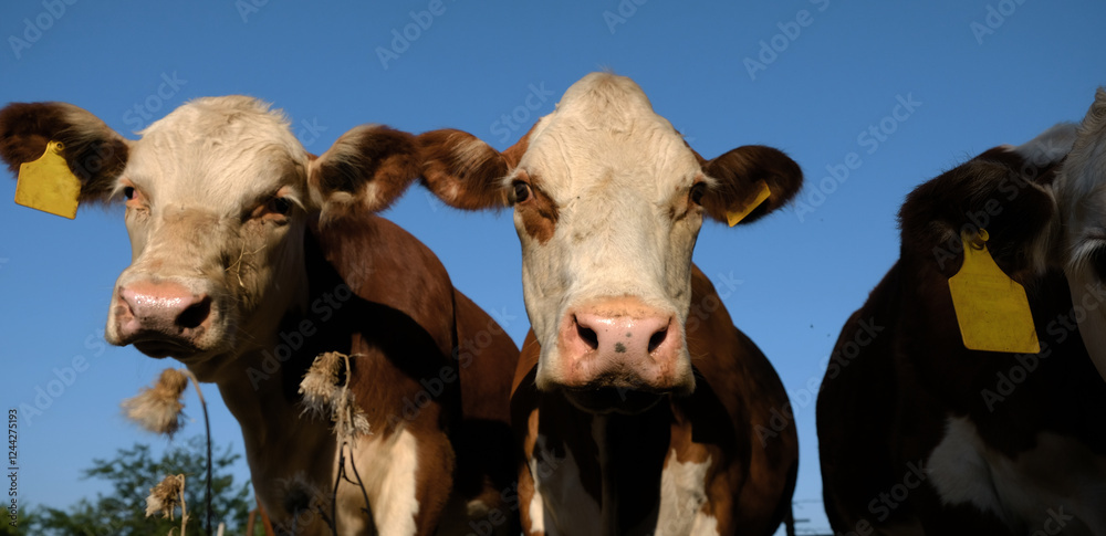 Hereford cow herd with curious cattle on ranch closeup looking cute ...