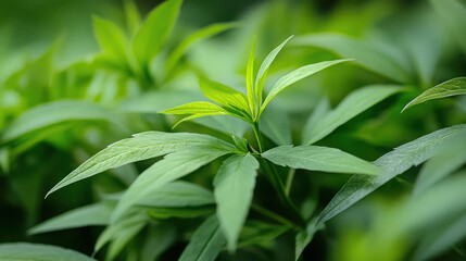 Wall Mural - Close-up of vibrant green leaves showcasing their texture and growth.