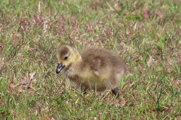 Wall Mural - Gosling of canadian goose on the grass, closeup