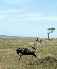 Wall Mural - Blue wildebeest running with zebras in background on african savanna