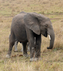 Wall Mural - Young elephant walking in the african savanna