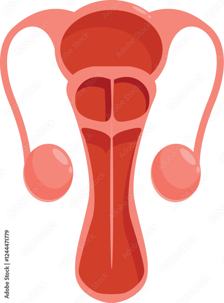 Anatomical illustration of the female reproductive organs, highlighting ...