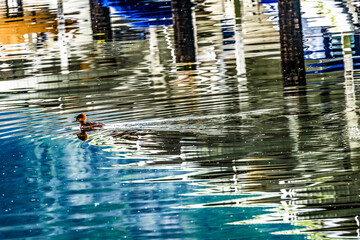 Wall Mural - Common goldeneye duck reflection, Gig Harbor, Pierce County, Washington State.